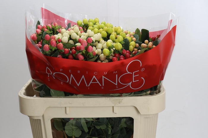 Hypericum Rainbow Romance Spray