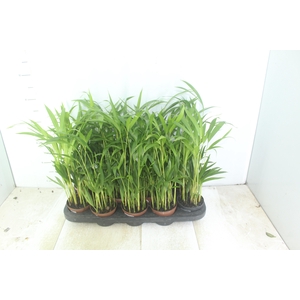 PALMEIRA ARECA BAMBU P11