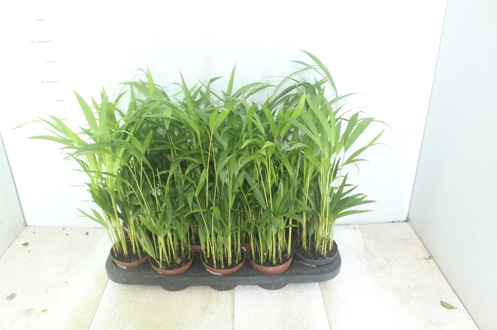 PALMEIRA ARECA BAMBU P11