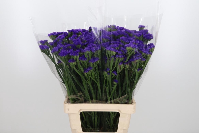 <h4>Limon S Blue Wings</h4>