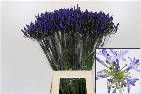 <h4>Agap Eyfori Blue</h4>