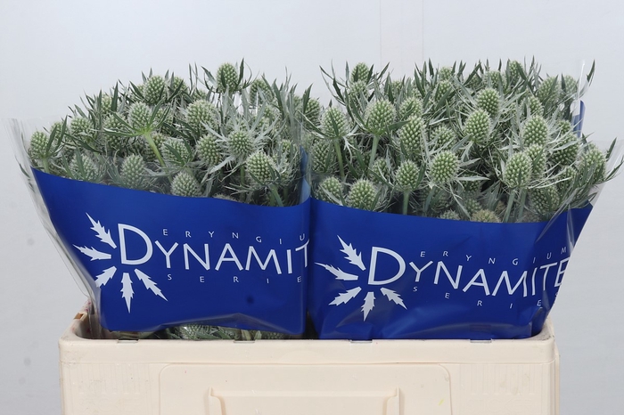 Eryngium Silver Dynamite