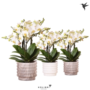 Kolibri Orchids Phalaenopsis Lausanne in Marble pot mix