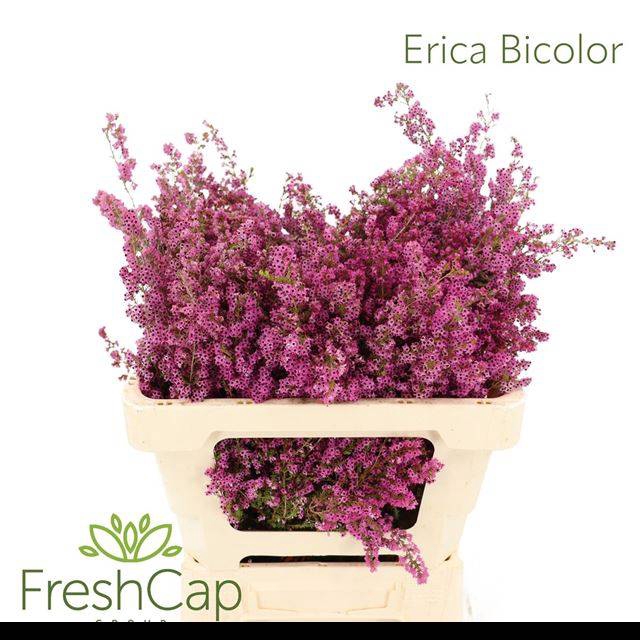 <h4>ERICA BICOLOR</h4>