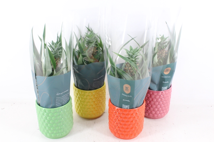 <h4>arr3 BS - Ker. mix ananas</h4>