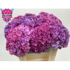 <h4>HYDR M ROY ANASTA BL</h4>