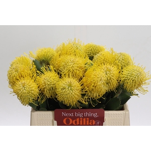 Nutans Ayoba Saffron 50-90