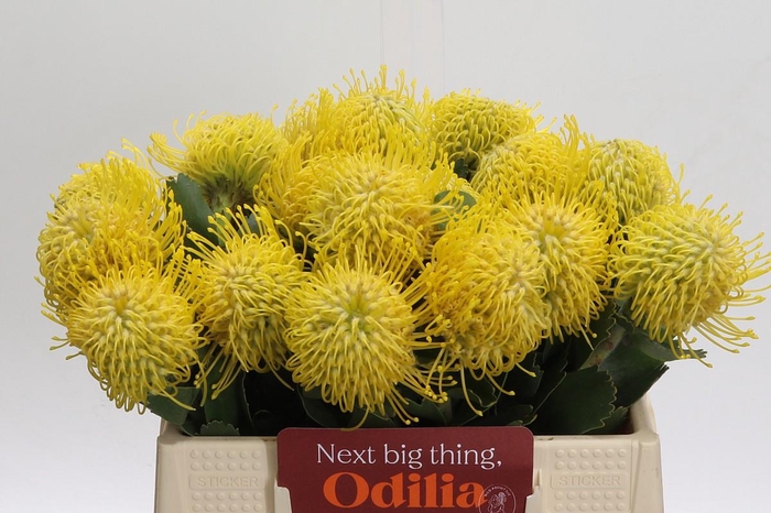 <h4>Nutans Ayoba Saffron 50-90</h4>