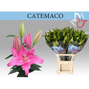 LI OR CATEMACO