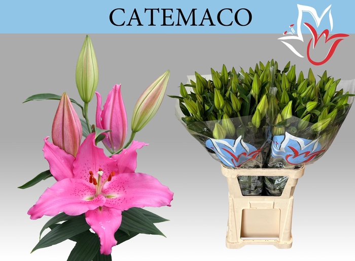 <h4>LI OR CATEMACO</h4>