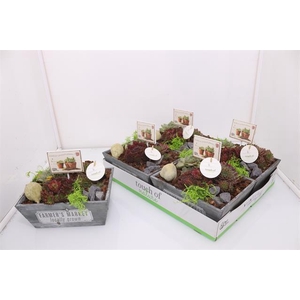 ARR SEMPERVIVUM