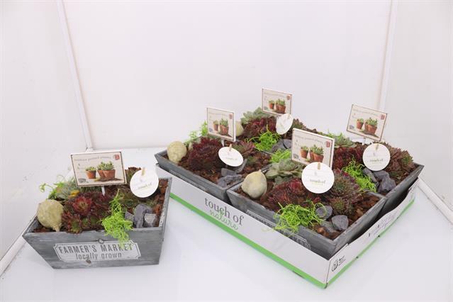 ARR SEMPERVIVUM