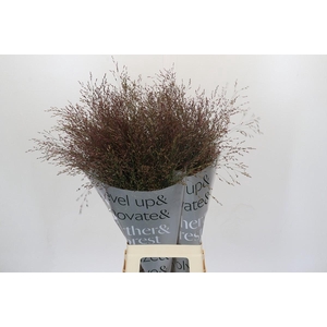 Panicum Virgatum Warrior