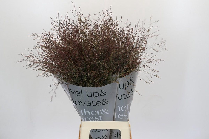 Panicum Virgatum Warrior