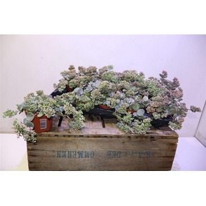 Sedum Sieboldii