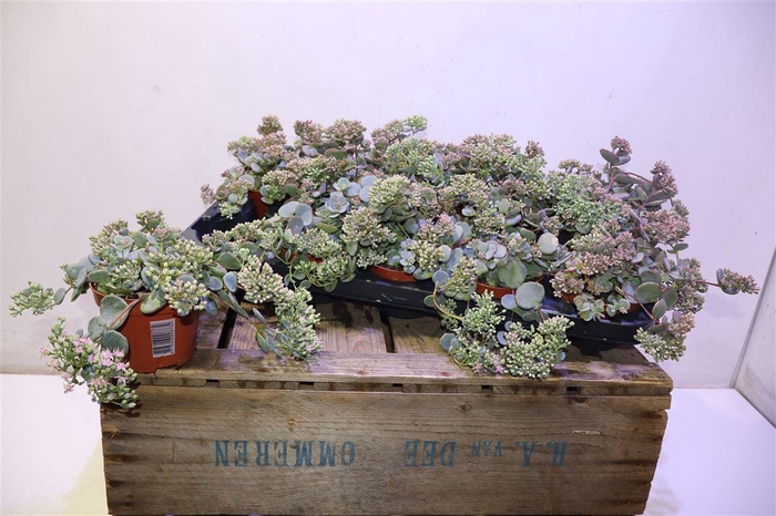 <h4>Sedum Sieboldii</h4>