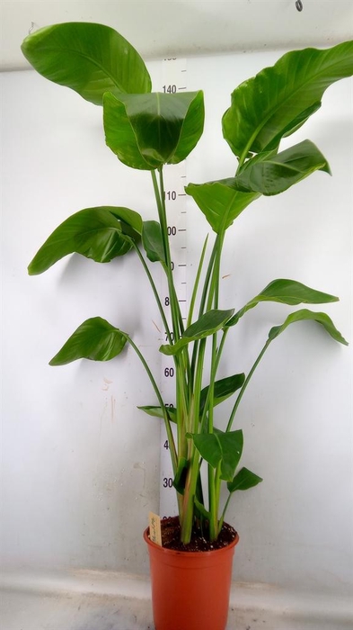 <h4>Strelitzia nicolai</h4>