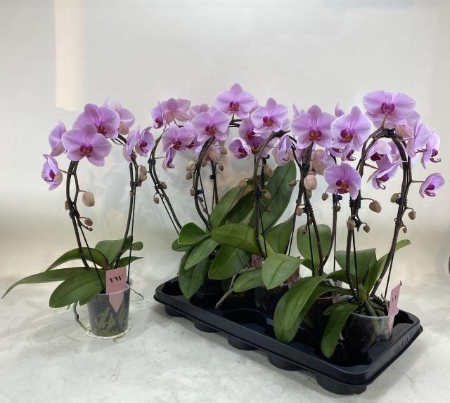 <h4>PHAL OV ROZE</h4>