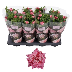 Nolina Special Roses  Ganna
