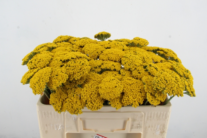 <h4>ACHIL F PARK VARIETY</h4>