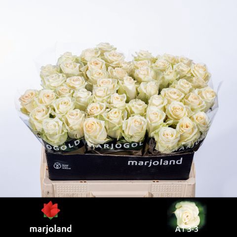 <h4>R Gr Dolomiti Marjoland 33</h4>