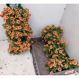 CALIB CA ORANGE