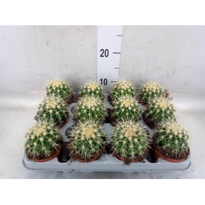 Echinocactus grusonii