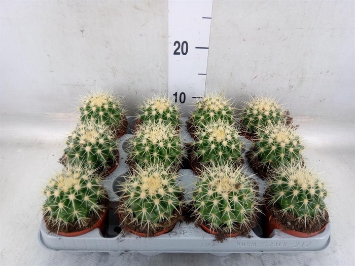 <h4>Echinocactus grusonii</h4>