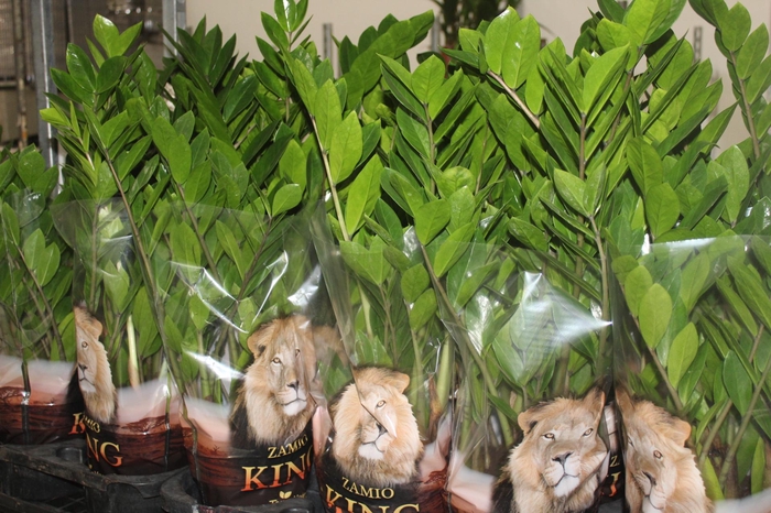 <h4>ZAMIOCULCAS P17</h4>