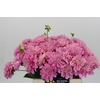 Dahlia Pink Pop