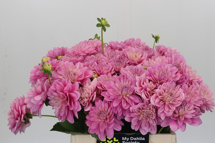 Dahlia Pink Pop