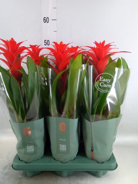 <h4>Guzmania  'Calypso'</h4>