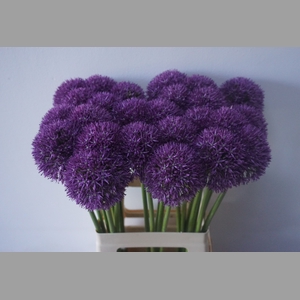 ALLIUM PINBALL WIZAR
