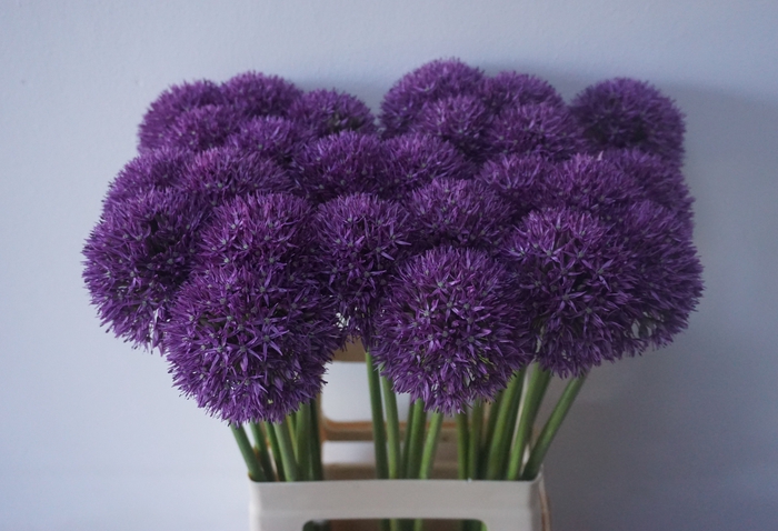 <h4>ALLIUM PINBALL WIZAR</h4>