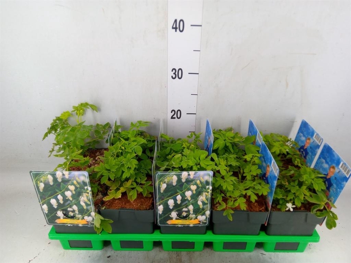 <h4>Dicentra spectabilis 'Alba'</h4>