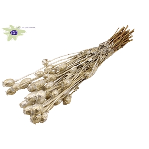 Papaver per bunch Platina + Glitter