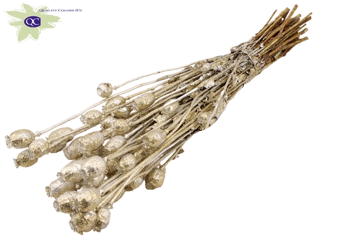 <h4>Papaver per bunch Platina + Glitter</h4>