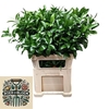 Ruscus