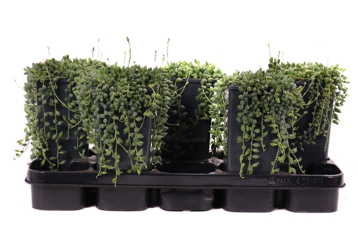 <h4>Senecio herreianus 14 cm</h4>