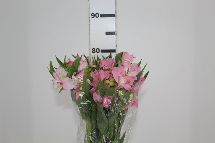 <h4>ALSTROEMERIA DUBAI 080 CM</h4>