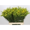 Solidago Golden Glory