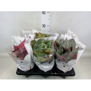 Begonia BD 'Beleaf'   ...mix