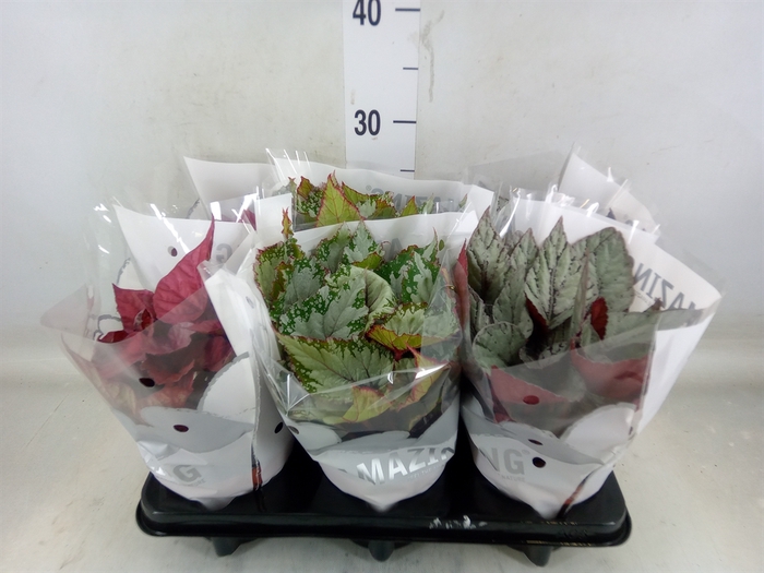 <h4>Begonia BD 'Beleaf'   ...mix</h4>