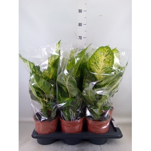 Dieffenbachia  'Mars'