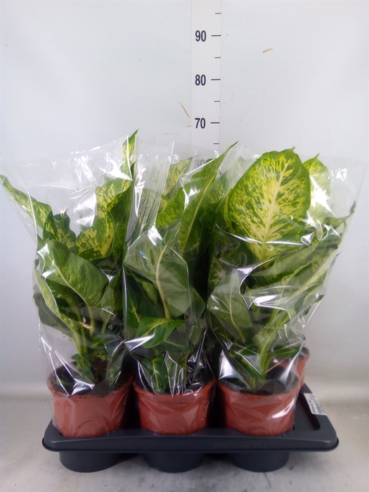 <h4>Dieffenbachia  'Mars'</h4>