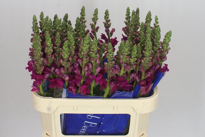 <h4>Antir Purple Ex</h4>