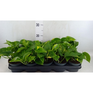 Epipremnum pinn. 'Aureum'