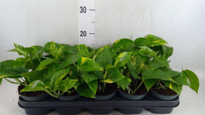 <h4>Epipremnum pinn. 'Aureum'</h4>