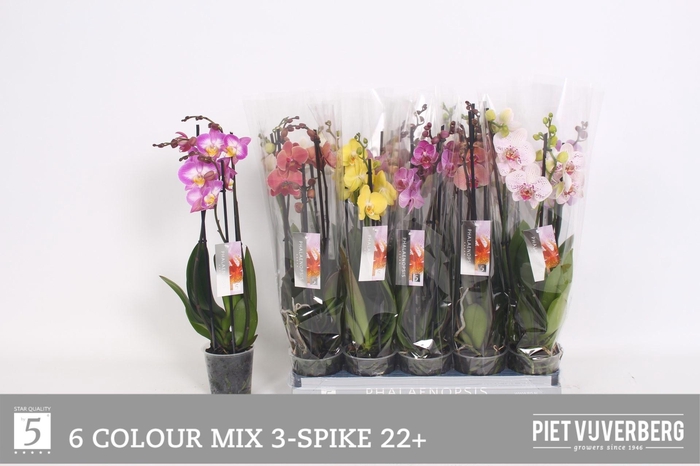 <h4>PHAL GEM 6 KL</h4>
