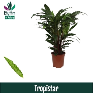 Calathea 21cm Tropistar Rhythm of Nature